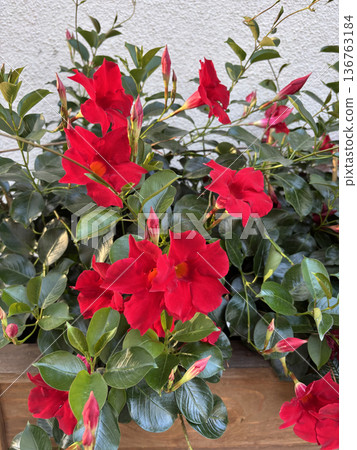 Mandevilla sanderi red flowers close up. Ornamental climbing garden plant Mandevilla sanderi red flowers close up. Ornamental climbing garden plant 136763184