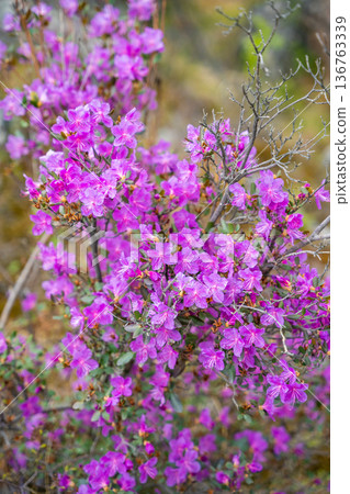 Close up view of blooming maralnik on mountain slopes in Chulyshman valley Altai Russia Bright spring symbol of wild Altai nature and seasonal renewal Close up view of blooming maralnik on mountain slopes in Chulyshman valley Altai Russia Bright spring symbol of wild Altai nature and seasonal renewal 136763339