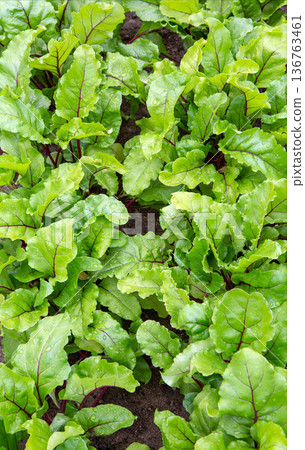 Beet plantation. Organic farming. Leaves of growing beets. 136763461