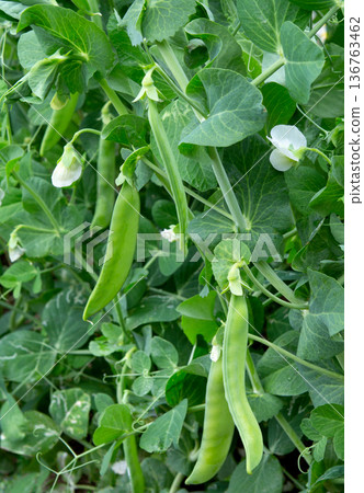 Bush of pea with pods and flowers on garden. Green sweet peas bloom. 136763462