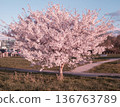 Sakura, Yoshino cherry tree 136763789