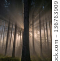 Sunlight filtering through the trees 136763909