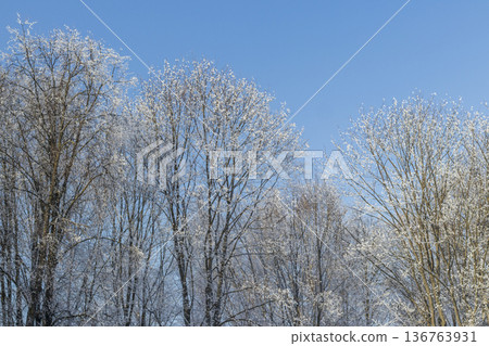 A winter scene with trees covered in hoarfrost under a clear blue sky. Season A winter scene with trees covered in hoarfrost under a clear blue sky. Season 136763931