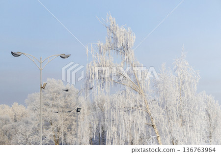 A winter scene with trees covered in hoarfrost under a clear blue sky. Season A winter scene with trees covered in hoarfrost under a clear blue sky. Season 136763964