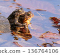 Pair of Toads 136764106