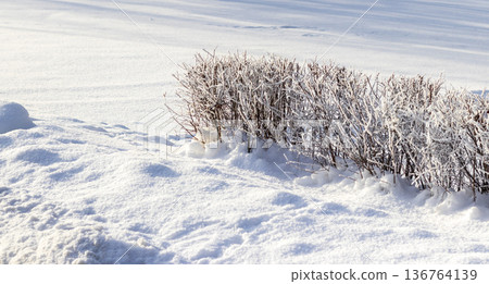 a bush covered in hoar frost, a phenomenon where ice crystals form on surfaces during cold, calm nights a bush covered in hoar frost, a phenomenon where ice crystals form on surfaces during cold, calm nights 136764139