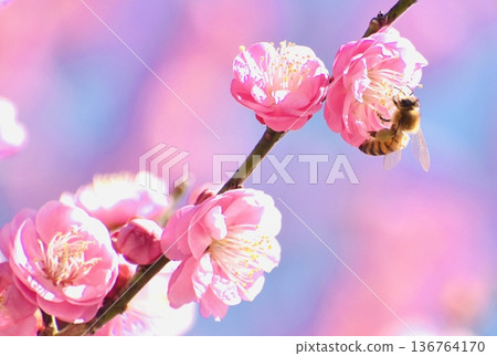 蜜蜂正在採集紅梅花的花蜜 蜜蜂正在採集紅梅花的花蜜 136764170