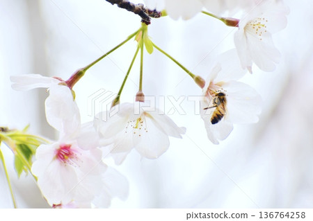 A honeybee on a cherry blossom A honeybee on a cherry blossom 136764258