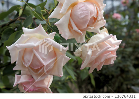 An elegant garden rose with pale pink blooms An elegant garden rose with pale pink blooms 136764331
