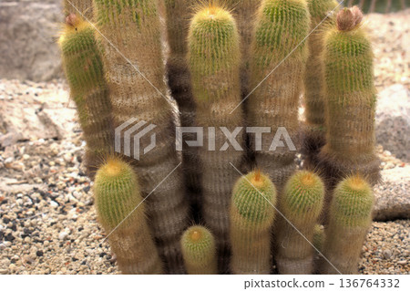 A cluster of columnar cacti, a desert plant covered in golden spines 136764332