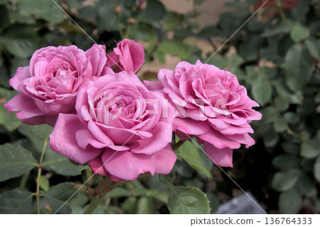 Three elegantly blooming pink roses Three elegantly blooming pink roses 136764333