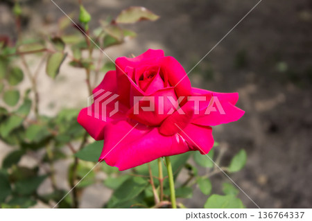 美麗的園林景色，盛開著艷麗的深紅玫瑰。 136764337