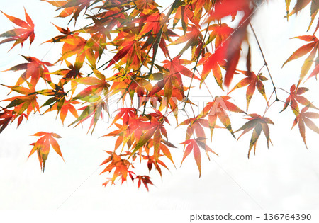 Japanese maple autumn leaves in Japanese garden in Tokyo (or Kyoto or Leverkusen or Kaiserslautern or Maulevrier or Kew gardens Japanese maple autumn leaves in Japanese garden in Tokyo (or Kyoto or Leverkusen or Kaiserslautern or Maulevrier or Kew gardens 136764390