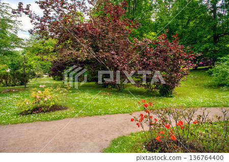 Corylus maxima Purpurea  (filbert)  in Japanese garden 136764400