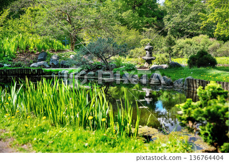 Japanese garden with blooming rhododendrons, a pond, Japanese garden with blooming rhododendrons, a pond, 136764404