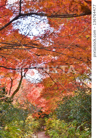 Autumn leaves of Takara Hospital Autumn leaves of Takara Hospital 136764477
