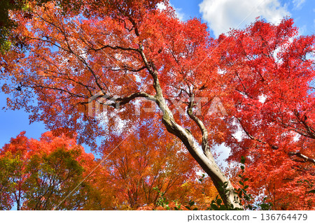 Autumn leaves of Takara Hospital Autumn leaves of Takara Hospital 136764479