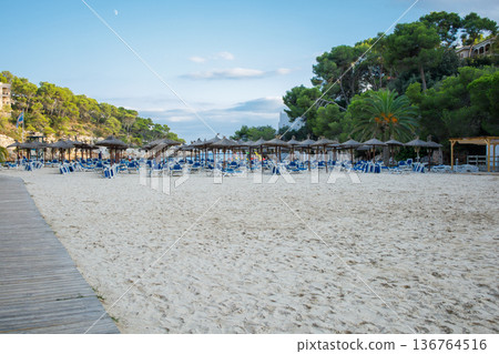 Cala Santanyi beach on Mallorca, Spain. Tropical summer public sandy beach. Sun loungers, umbrellas, palms. 136764516