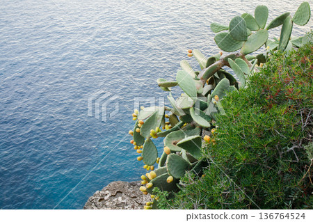 Big opuntia cactus with yellow fruits growing on the hill over the sea on Mallorca island in Spain Big opuntia cactus with yellow fruits growing on the hill over the sea on Mallorca island in Spain 136764524