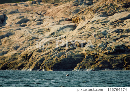 The head of a navy seal peeks out of the water on the rocky shore at sunset in Teriberka, Murmansk region, Russia 136764574