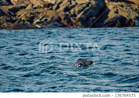 The head of a navy seal peeks out of the water on the rocky shore at sunset in Teriberka, Murmansk region, Russia 136764575