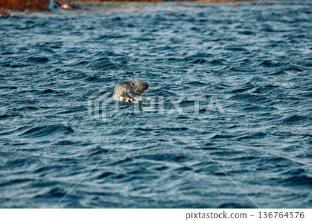 The head of a navy seal peeks out of the water on the rocky shore at sunset in Teriberka, Murmansk region, Russia 136764576