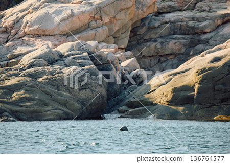 The head of a navy seal peeks out of the water on the rocky shore at sunset in Teriberka, Murmansk region, Russia 136764577