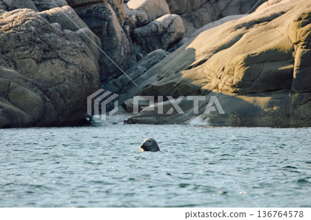 The head of a navy seal peeks out of the water on the rocky shore at sunset in Teriberka, Murmansk region, Russia 136764578