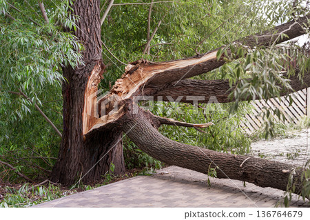 Broken tree in the city park after a violent storm. The concept of destruction of nature. Broken tree in the city park after a violent storm. The concept of destruction of nature. 136764679