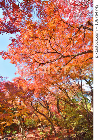 Autumn leaves of Takara Hospital Autumn leaves of Takara Hospital 136764745