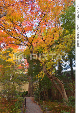 Autumn leaves of Takara Hospital Autumn leaves of Takara Hospital 136764750