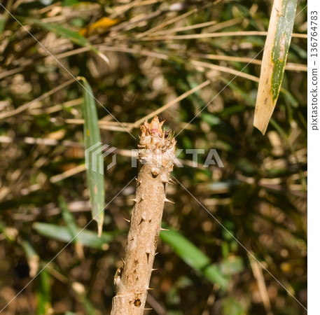Taranoki Taranoki 136764783