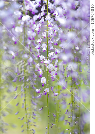 美麗的垂吊紫藤花垂直向上 136764810