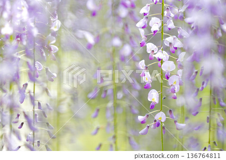 一片如夢似幻的紫藤花海，層層疊疊，競相綻放。 136764811