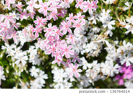 Lovely moss phlox blooming all over the garden 136764814