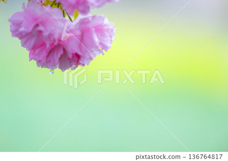 Double cherry blossoms shining with raindrops 136764817