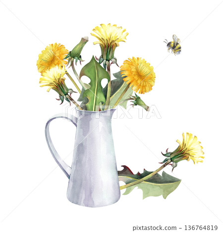 A bouquet of yellow dandelions in a white aluminum jug. Watercolor illustration on an isolated background. Realistic wildflowers for summer design, postcards, invitations. 136764819