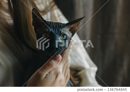 Cute dark sphinx cat in the hands of a girl. 136764845