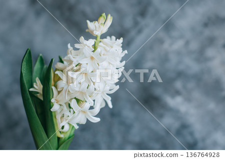 Beautiful white Hyacinth flower on a grey background. Beautiful white Hyacinth flower on a grey background. 136764928