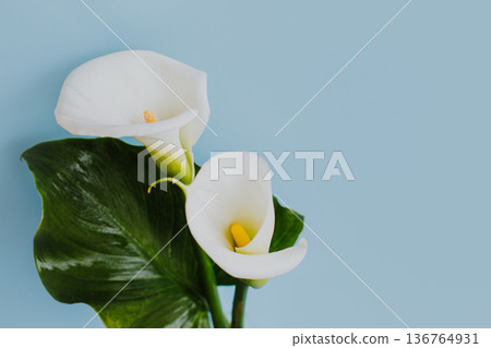 Beautiful white Calla Lily flowers on a light blue background. Beautiful white Calla Lily flowers on a light blue background. 136764931