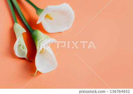 Beautiful white Calla Lilies flowers on a peach pastel background. 136764932
