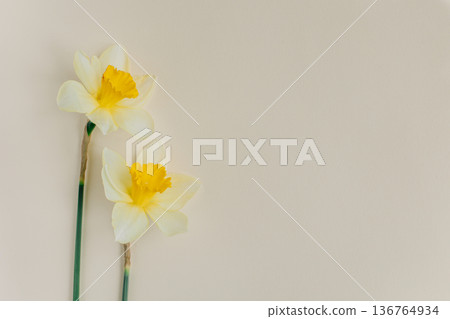 Beautiful flowers of yellow daffodil (narcissus) on a light yellow background. Beautiful flowers of yellow daffodil (narcissus) on a light yellow background. 136764934