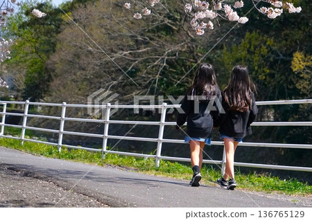 Spring, cherry blossom season scenery Spring, cherry blossom season scenery 136765129