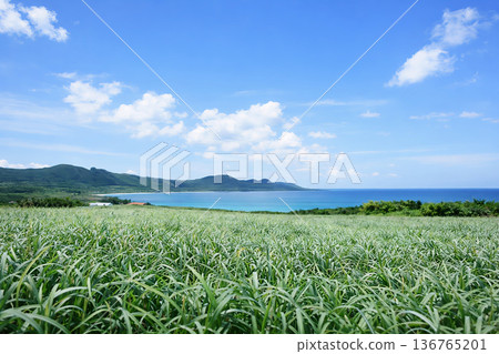 Sugarcane, sea and sky overlooking Okinawa from a high vantage point 136765201