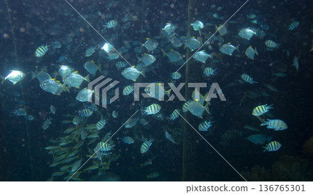 sea fish near coral reef, underwater 136765301