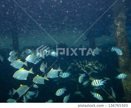 sea fish near coral reef, underwater sea fish near coral reef, underwater 136765303