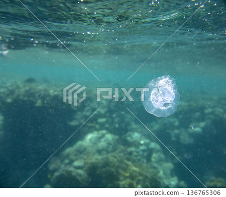 sea fish near coral reef, underwater sea fish near coral reef, underwater 136765306