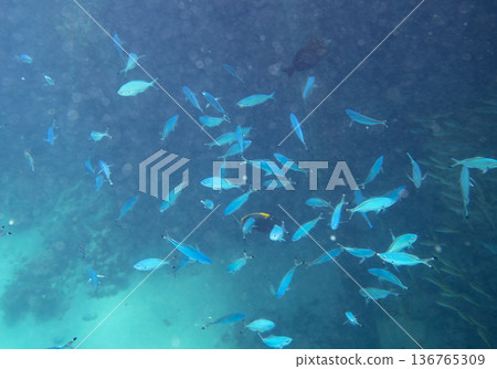 sea fish near coral reef, underwater 136765309