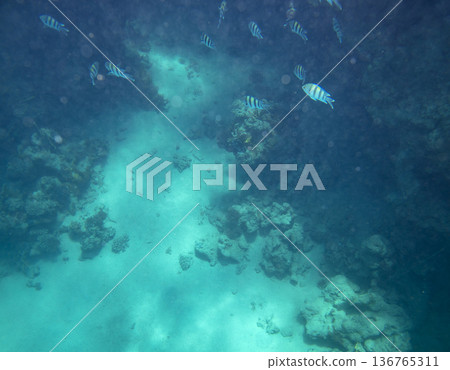 sea fish near coral reef, underwater sea fish near coral reef, underwater 136765311