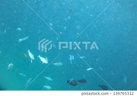 sea fish near coral reef, underwater 136765312